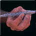 McCollum image 6